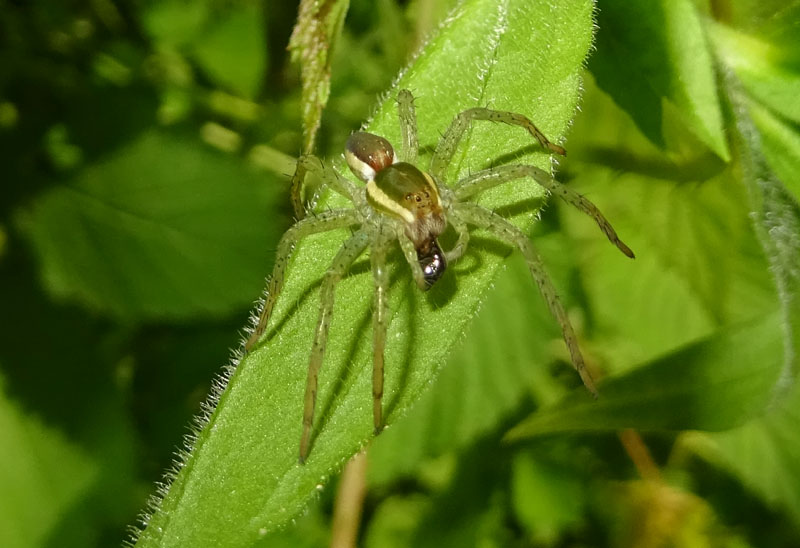 Dolomedes sp. - Levico (TN)